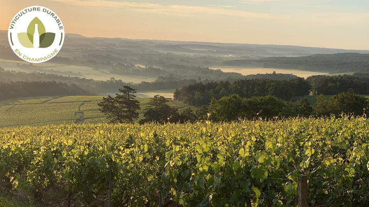 certification viticulture durable en champagne